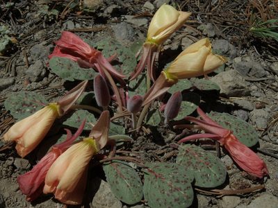 Oenothera xylocarpa, photographed by Jim Morefield