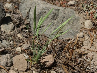 Boechera platysperma, photographed by Jim Morefield