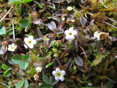 Myosotis bryonoma, photographed by John Barkla