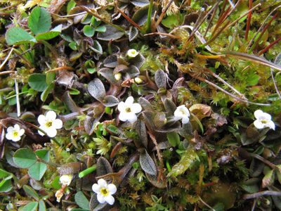 Myosotis bryonoma, photographed by John Barkla