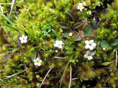 Myosotis bryonoma, photographed by John Barkla