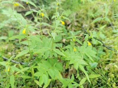 Melampyrum sylvaticum, photographed by Thor-Rune Hansen