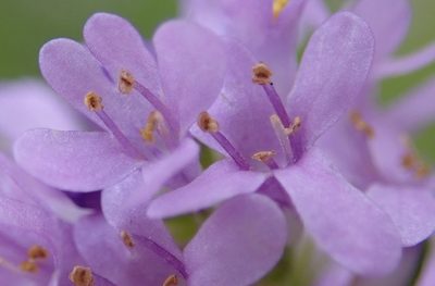 Selago villicaulis, photographed by Nicola van Berkel