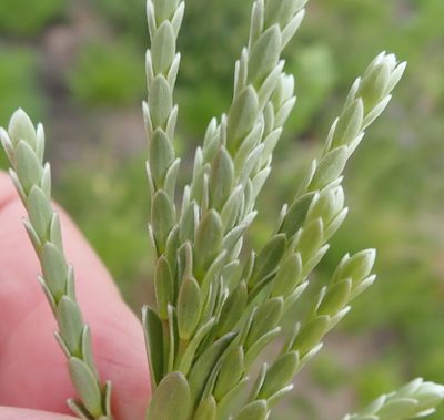 Gnidia chrysophylla, photographed by Nicola van Berkel