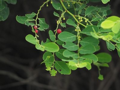 Breynia vitis-idaea, photographed by 葉子