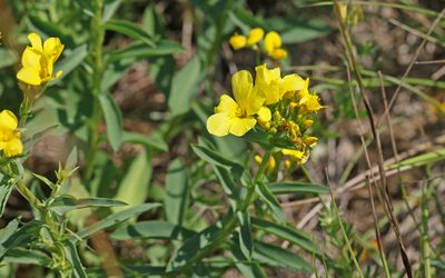 Linum flavum, photographed by Christoph Moning