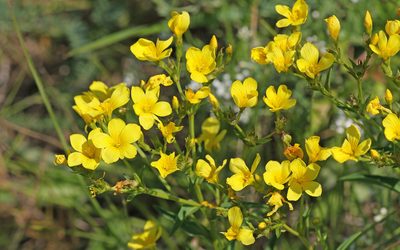 Linum flavum, photographed by Christoph Moning