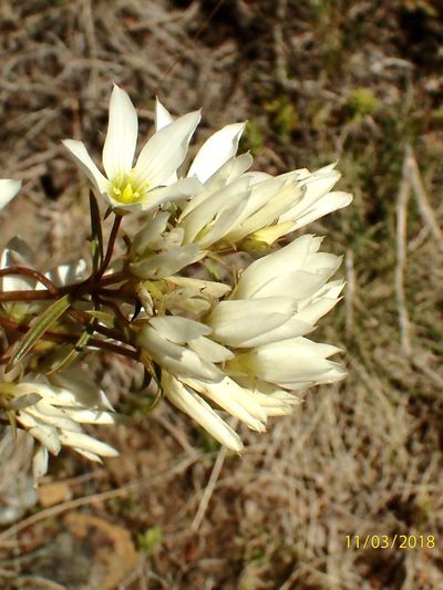 Gentianella stellata, photographed by Duncan Cunningham