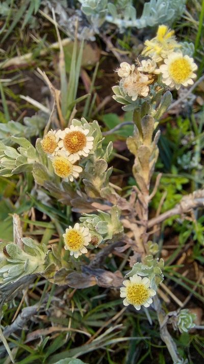 Gnaphalium declinatum, photographed by kevin koen