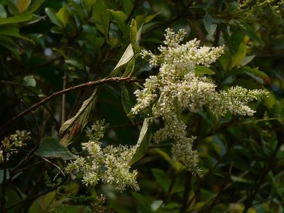 Wendlandia thyrsoidea, photographed by Dinesh Valke