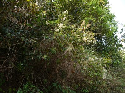 Wendlandia thyrsoidea, photographed by Dinesh Valke