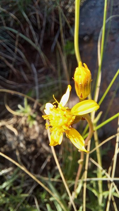 Senecio crassiusculus, photographed by kevin koen