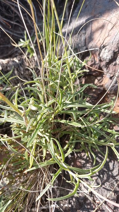 Senecio crassiusculus, photographed by kevin koen