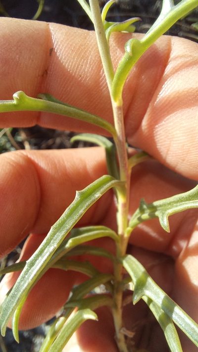 Senecio crassiusculus, photographed by kevin koen