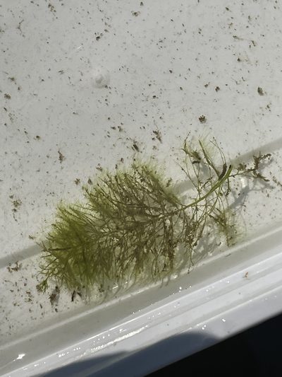 Myriophyllum humile, photographed by Haley Gladitsch