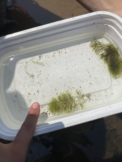Myriophyllum humile, photographed by Haley Gladitsch