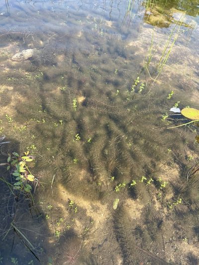 Myriophyllum humile, photographed by Haley Gladitsch