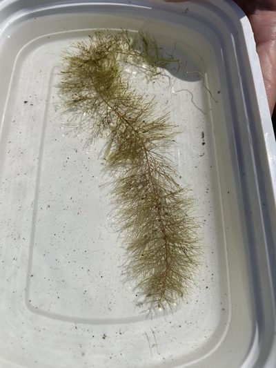 Myriophyllum humile, photographed by Haley Gladitsch