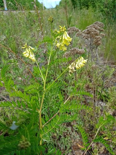 Astragalus mongholicus, photographed by Владимир Преловский