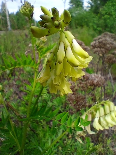 Astragalus mongholicus, photographed by Владимир Преловский