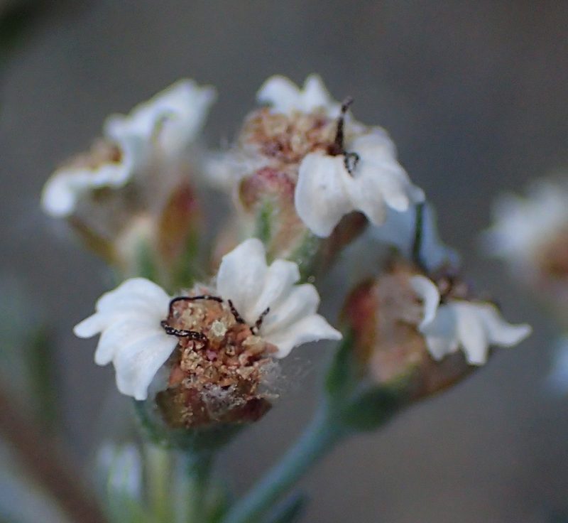 Eriocephalus brevifolius, photographed by Nicola van Berkel
