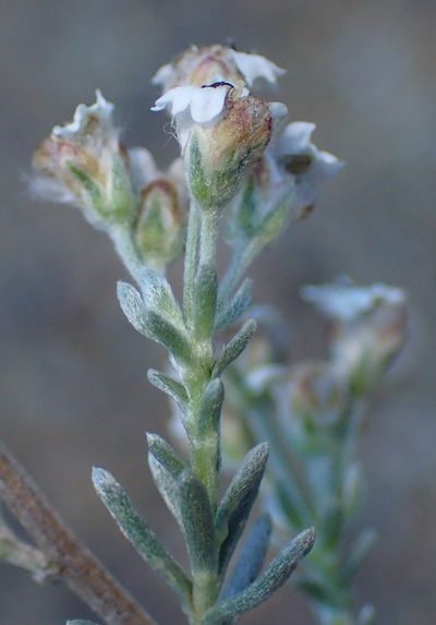 Eriocephalus brevifolius, photographed by Nicola van Berkel