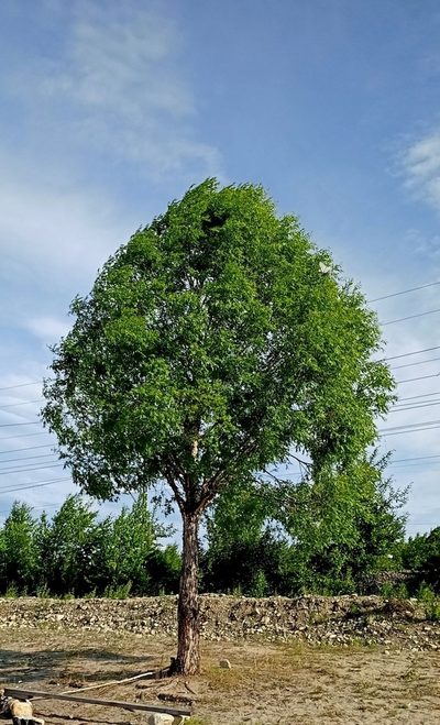 Salix arbutifolia, photographed by Владимир Преловский