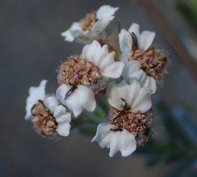 Eriocephalus brevifolius, photographed by Nicola van Berkel