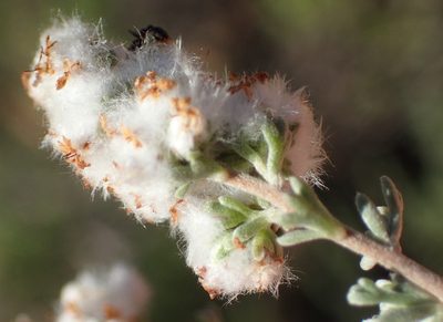 Eriocephalus capitellatus, photographed by Nicola van Berkel