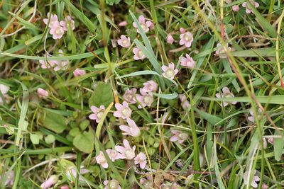 Lysimachia tenella, photographed by Jerry Lanfear