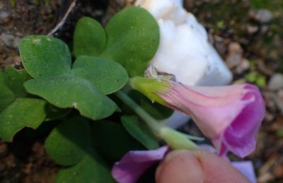 Oxalis depressa, photographed by Nicola van Berkel