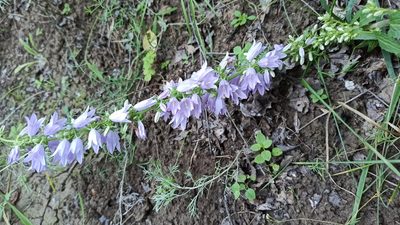 Campanula bononiensis, photographed by Иван Ковтун Ivan Kovtun