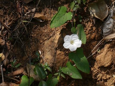 Camonea pilosa, photographed by Dinesh Valke
