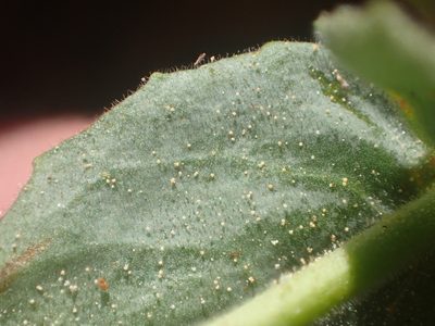 Epilobium siskiyouense, photographed by rockybajada