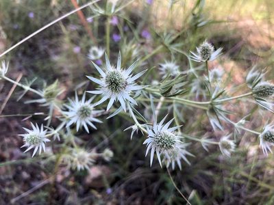 Eryngium heterophyllum, photographed by Daniel McNair