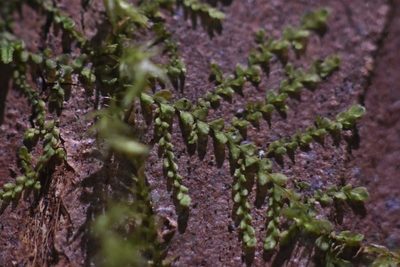 Radula bolanderi, photographed by Braden J. Judson