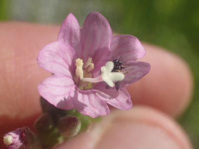 Epilobium oreganum, photographed by rockybajada