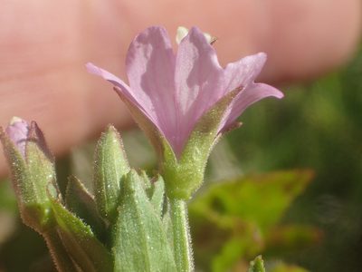 Epilobium oreganum, photographed by rockybajada