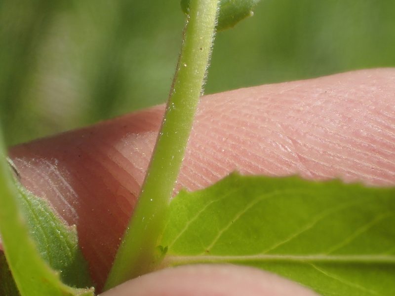 Epilobium oreganum, photographed by rockybajada