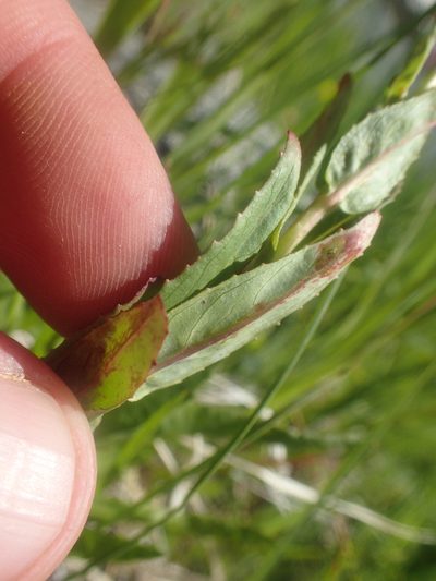 Epilobium oreganum, photographed by rockybajada