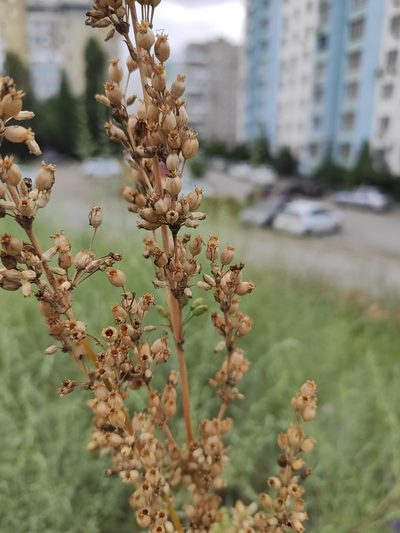 Silene chersonensis, photographed by KAnatoliy