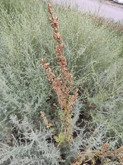 Silene chersonensis, photographed by KAnatoliy