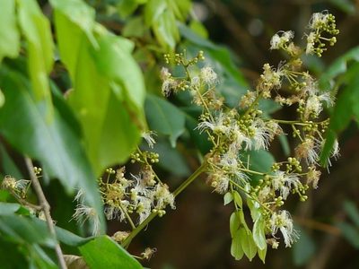 Archidendron bigeminum, photographed by Dinesh Valke