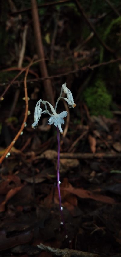 Gymnosiphon suaveolens, photographed by Andrey Loria