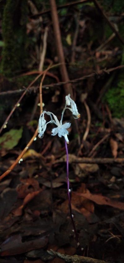 Gymnosiphon suaveolens, photographed by Andrey Loria