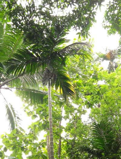 Areca catechu, photographed by C L Dheeraj