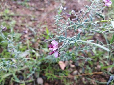 Polygala affinis, photographed by Danie Palm