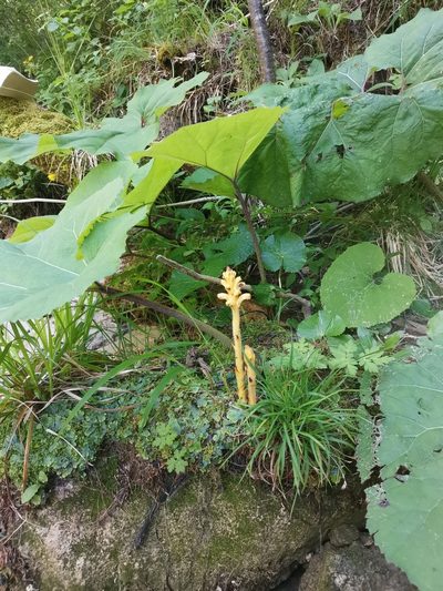 Orobanche flava, photographed by Ljaž