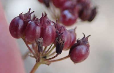 Lichtensteinia interrupta, photographed by Nicola van Berkel