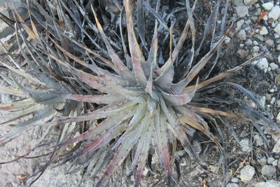 Hechtia pringlei, photographed by Eugenio Padilla
